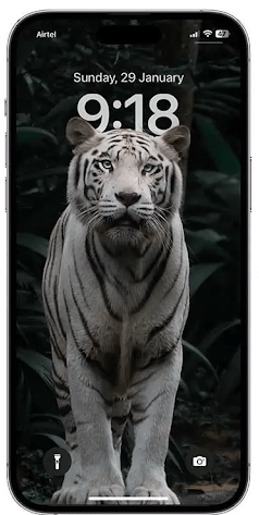 White Tiger wallpaper